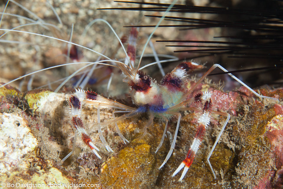 BD-151223-Dauin-9356-Stenopus-hispidus-(Olivier.-1811)-[Banded-coral-shrimp].jpg